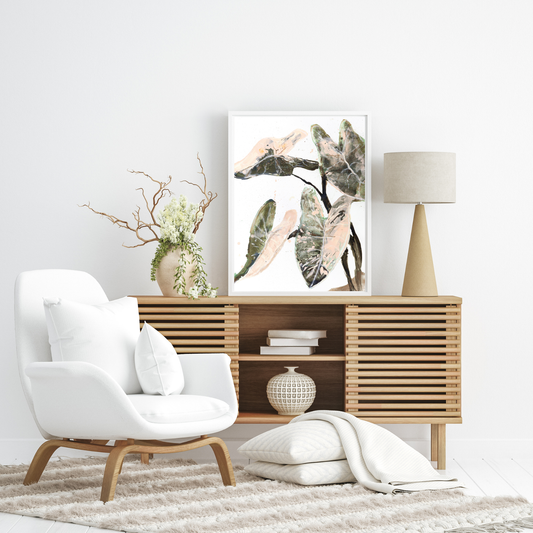 Pink Splash Caladium