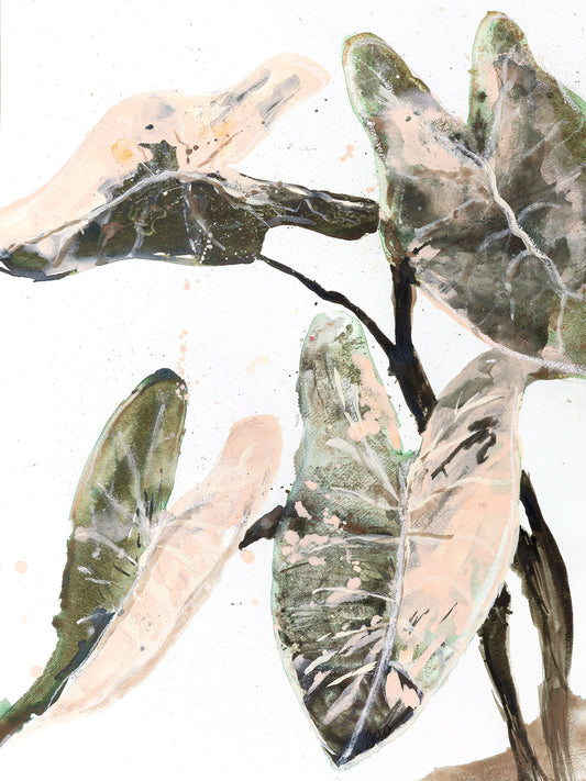 Pink Splash Caladium