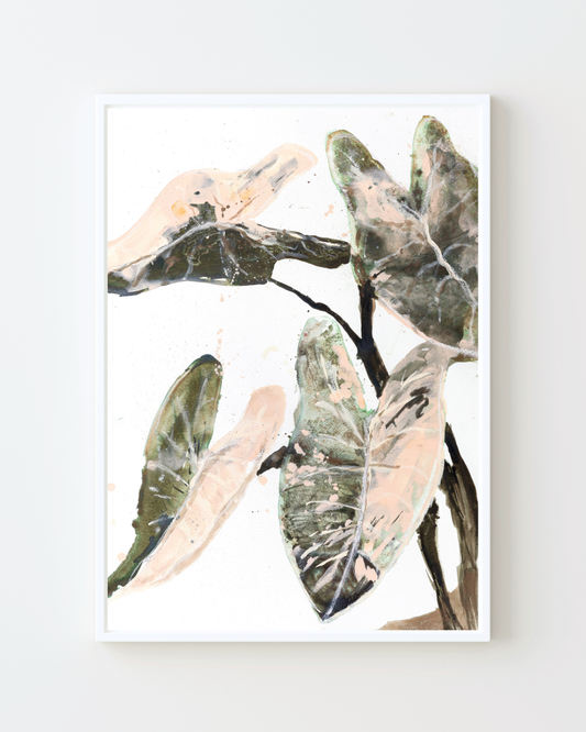 Pink Splash Caladium